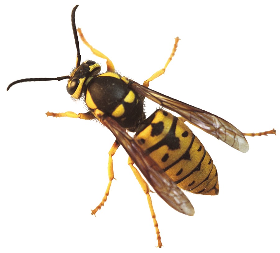 Why are yellowjackets dangerous?